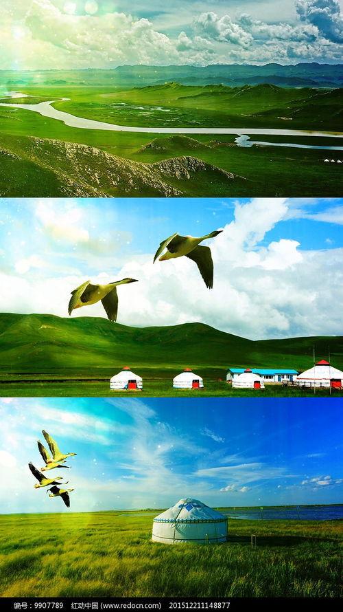 鸿雁背景视频,穿越时空的迁徙传奇